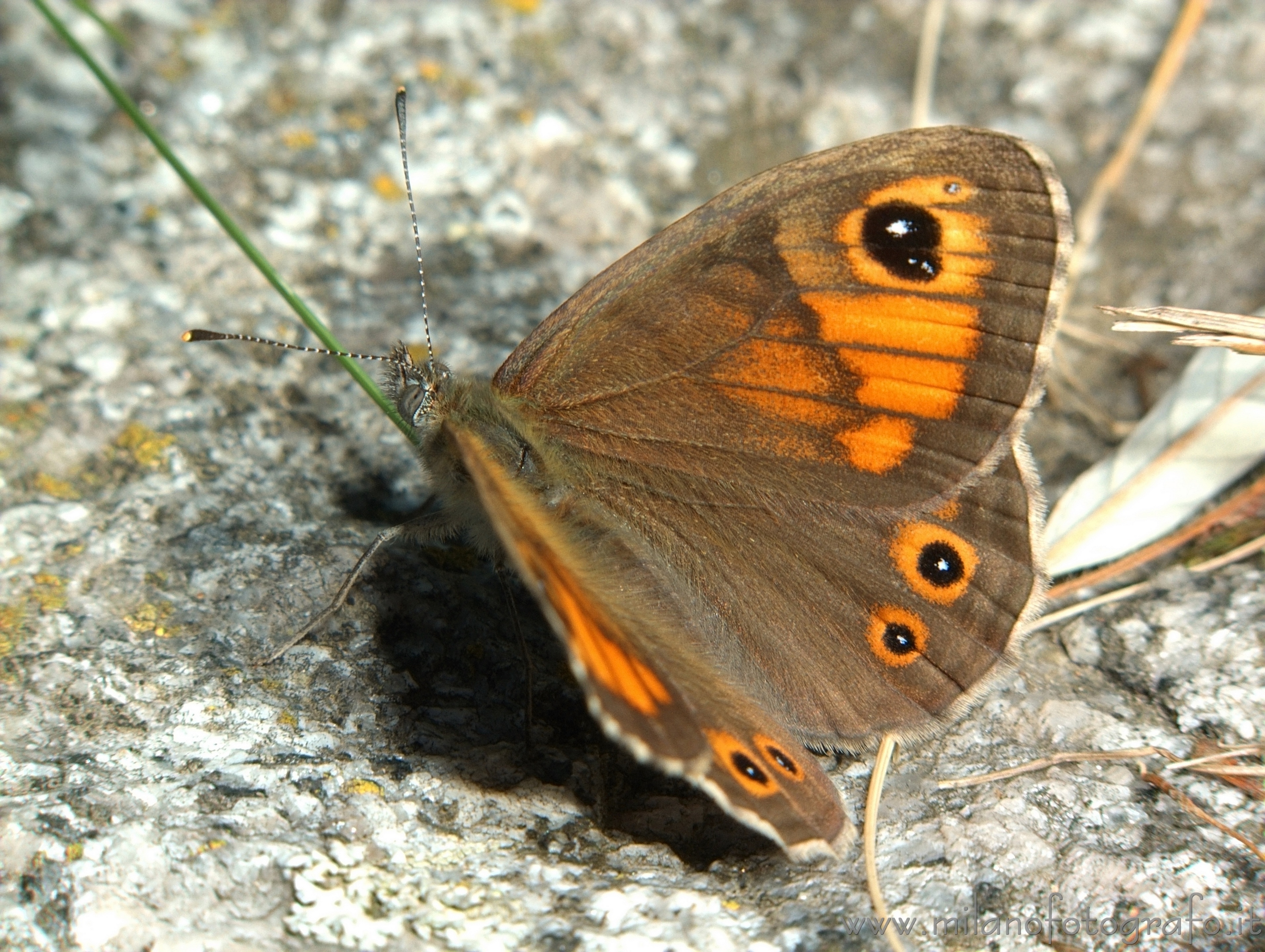 Campiglia Cervo (Biella) - Probabilmente Lasiommata maera